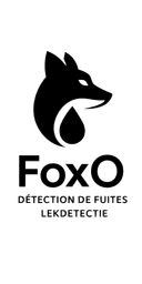 FoxO